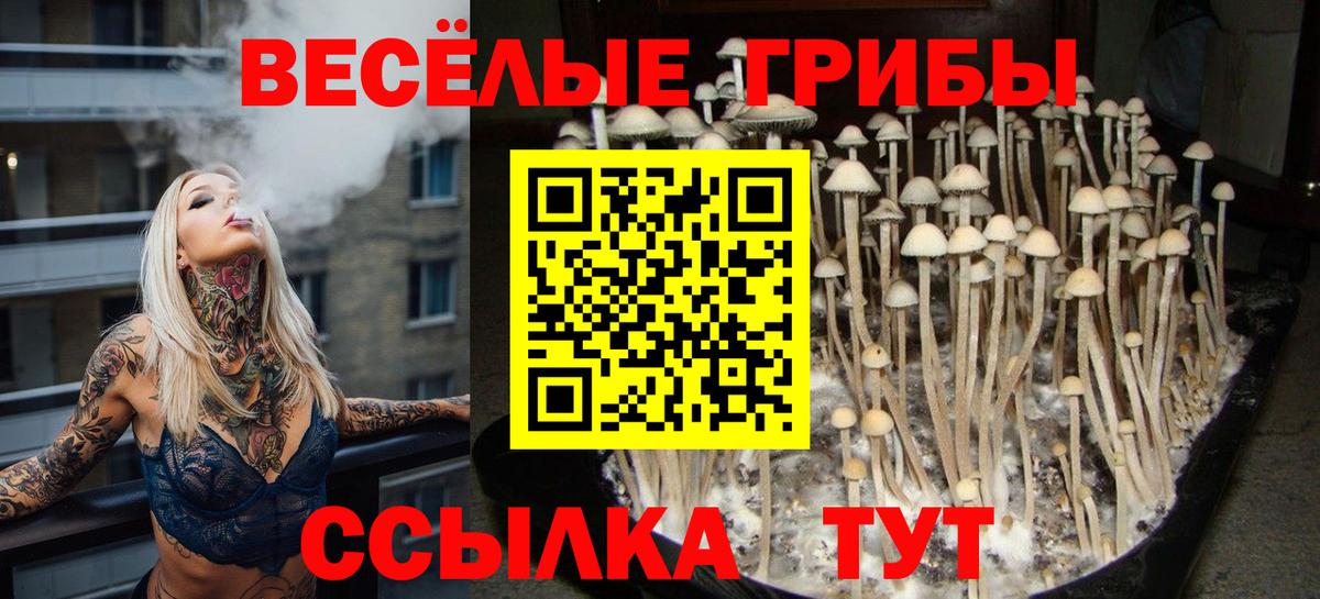Междуреченск  Псилоцибиновые грибы Psilocybe  Вход с VPN 